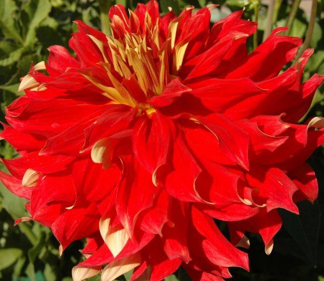Dahlia x 'Bodacious' fleur